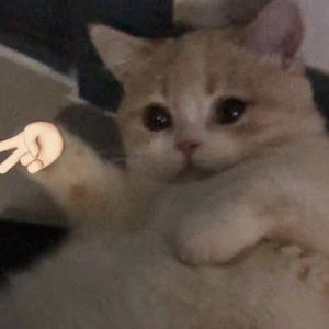 Meet your Posher, Kit